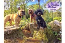 Logo for Active Animal Pet Services Logo for Active Animal Pet Services