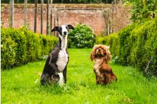 Logo for Albus & Pidge Ltd Logo for Albus & Pidge Ltd