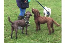 Logo for Gracie’s Boarding Logo for Gracie’s Boarding