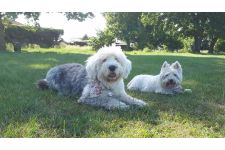 Logo for It’s all about the dogs Logo for It’s all about the dogs