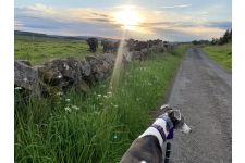 Logo for Katherine Alderson T/A Greyhound Getaways Logo for Katherine Alderson T/A Greyhound Getaways