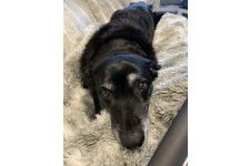 Logo for Like Our Own Logo for Like Our Own