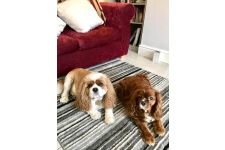 Logo for Muddy Paws Prescot Logo for Muddy Paws Prescot