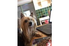 Logo for Oscar’s Pals Pet Services Logo for Oscar’s Pals Pet Services