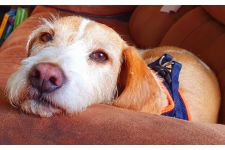 Logo for Paddy Paws Logo for Paddy Paws