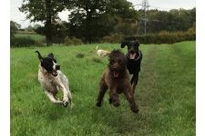 Logo for Shenley and Radlett Pet Services Logo for Shenley and Radlett Pet Services